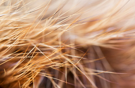 Red fox animal fur hair close-up background with copy space