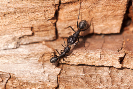 Black ants feeding each other in the colony on woodの写真素材