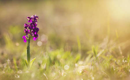 Floral web banner, purple wild orchid flower. Spring forward, springtime concept.の写真素材
