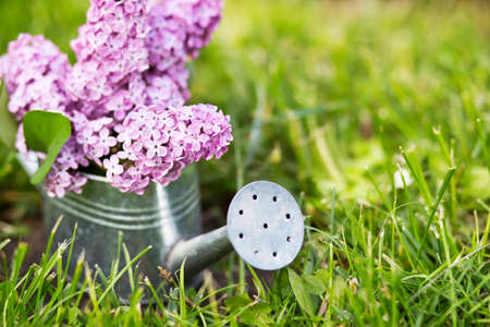 Purple lilac flowers in a watering can, spring gardening, springtime concept