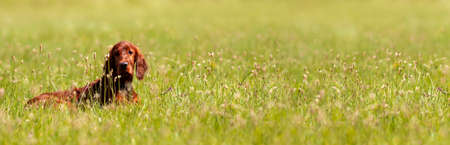 Happy cute irish setter pet dog puppy lying in the grass. Spring, summer walking concept, web banner