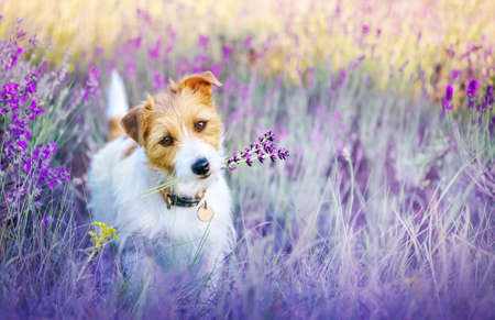 Happy walking cute pet dog puppy listening ears in a purple lilac lavender flower herb field in summerの写真素材