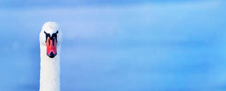 Head of a funny swan bird on a blue background, web bannerの写真素材