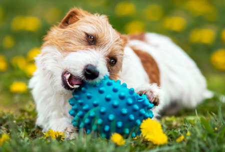 Playful happy cute dog puppy chewing, playing with a toy ball in the grass. Pet care.の写真素材