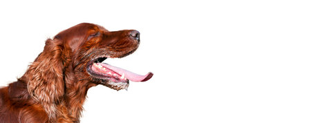 Isolated panting drooling pet dog head in summer on white background.. Web banner with copy space.の写真素材
