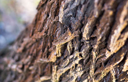 Old tree trunk and bark close-up backgroundの写真素材