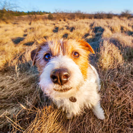 Wide-angle dog, funny happy cute jack russell terrier pet smiling in the grass