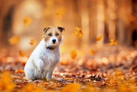 Cute happy funny pet dog puppy sitting in the wood in leaves. Orange golden autumn fall background.の写真素材