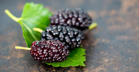Mulberry fruits, healthy food ingredients banner