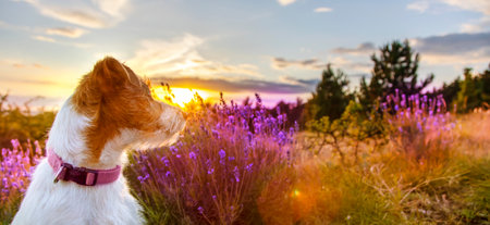 Banner of a healthy happy pet dog puppy as looking in the purple lavender flower herb field in summerの写真素材