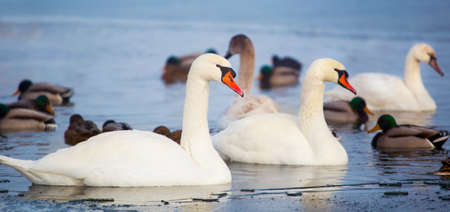 Beautiful white swans swimming in blue water in icy lake, web bannerの写真素材
