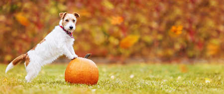 Cute listening pet dog puppy standing on a pumpkin and in autumn. Happy Thanksgiving day, fall or halloween banner with copy space.の写真素材
