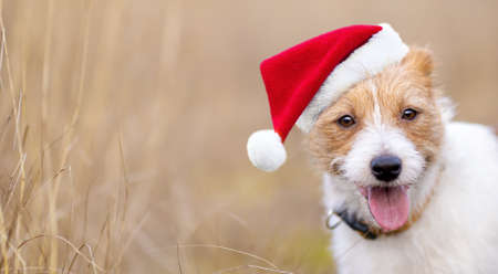 Happy cute christmas pet dog puppy smiling. Holiday card background or banner with copy space.の写真素材