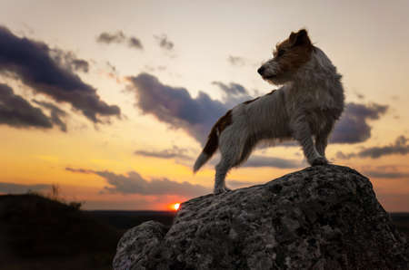 Dog silhouette on beautiful sky background. Hiking, traveling with healthy pet.の写真素材