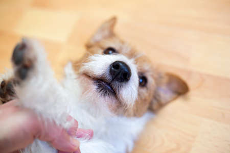 Hands stroking a cute happy puppy dog, pet love or relationship concept