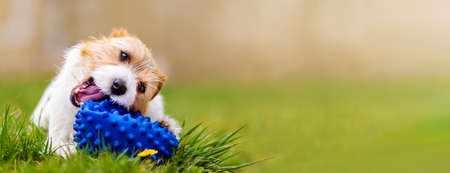 Playful happy cute dog puppy chewing, playing with a toy ball in the grass in spring. Pet care banner.の写真素材