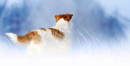 Pet dog standing in the snowy winter grass on a blue backgroundの写真素材