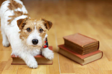 Cute happy funny obedient dog puppy listening on a book. Pet training.の写真素材
