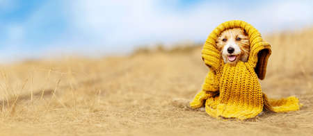 Funny cute dog puppy sitting in the grass and wearing yellow clothes. Pet outdoors fashion, clothing banner.の写真素材