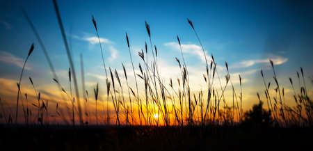 Beautiful panoramic grass field on sky background. Sunset sunrise landscape banner, spring or summer...