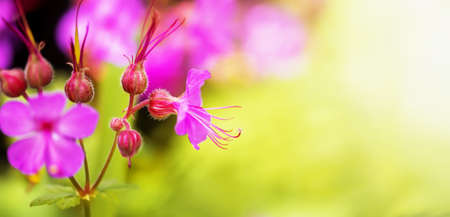 Pink blooming purple geranium flowers on a green background. Spring forward, springtime, summer floral banner.の写真素材
