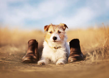 Obedient trained happy dog waiting in the grass with shoes. Pet training and hiking.