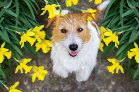 Cute smiling happy pet dog puppy with easter daffodil flowers in springの写真素材