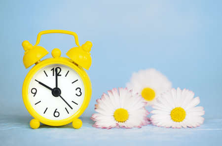 Daisy flowers and yellow alarm clock. Spring or summer background.
