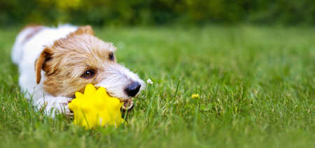 Playful happy cute dog puppy chewing, playing with a toy in the grass in summer. Pet care banner.の写真素材