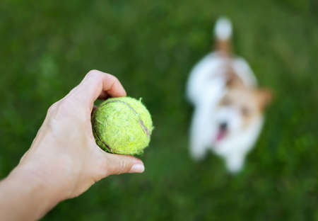 Playful pet dog waiting in the grass and watching a toy ball in the hand of trainer, owner. Puppy training in summer.の写真素材