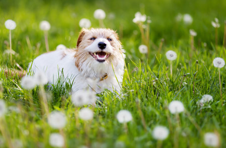 Happy healthy cute pet dog puppy laughing, panting in the grass with dandelion blowball flowers. Spring, summer fun.の写真素材