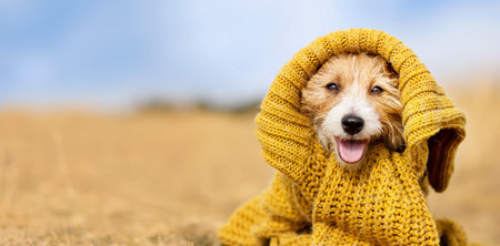 Banner of a cute happy smiling pet dog puppy as wearing warm pullover cloth. Cold autumn, fall,...