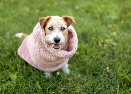 Cute funny dog wearing a warm scarf. Cold autumn, fall, winter, flu or pet clothing background.の写真素材