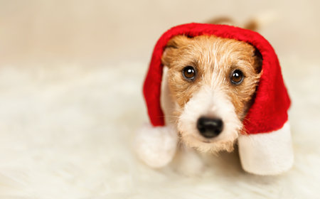 Cute funny happy christmas santa pet dog puppy. Holiday background, banner or christmas card with...