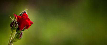 Red rose flower, rosebud on green background. Valentines day card or web banner, with copy space.の写真素材