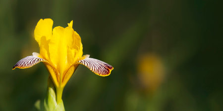 Yellow iris flower in spring, mothers day card background or web banner with copy spaceの写真素材