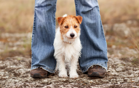 Obedient cute small dog waiting between her owner's legs. Puppy training.の写真素材