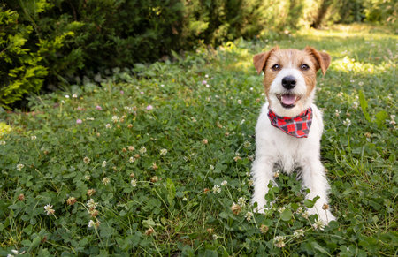 Cute happy pet dog puppy sitting, waiting in the grass and wearing bandana in summerの写真素材