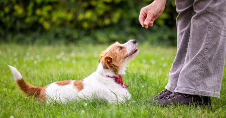 Trainer giving snack treat to her happy obedient dog. Positive puppy training banner.の写真素材