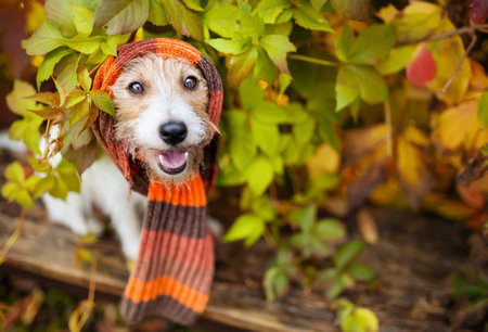 Cute funny smiling pet dog wearing warm scarf in the leaves. Cold autumn, fall, winter or animal clothing background.の写真素材