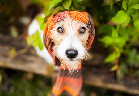 Cute pet dog wearing warm scarf. Cold autumn, fall, winter, cough, flu virus background. Animal face, head.の写真素材