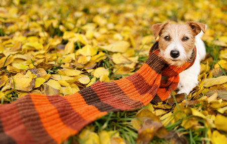 Cute funny dog wearing warm scarf in the leaves. Cold autumn, fall, winter, pet clothing background.の写真素材