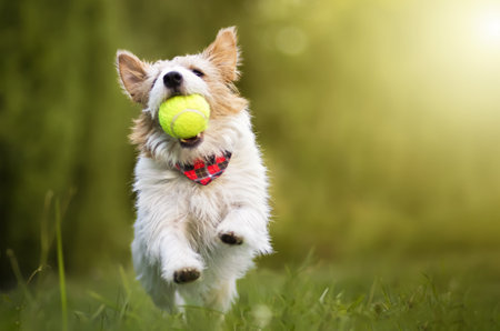 Playful happy active dog running and playing with a tennis toy ball in the grass. Puppy hyperactivity.の写真素材