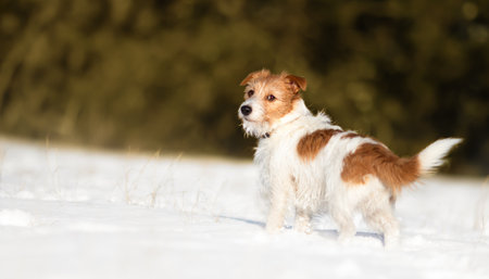 Cute happy dog looking in the snow. Walking, hiking with pet in winter, white Christmas background.の写真素材