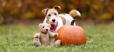 Funny pet dog puppy with a decoration pumpkin and toy bear in autumn. Halloween, happy thanksgiving day or fall banner.の写真素材
