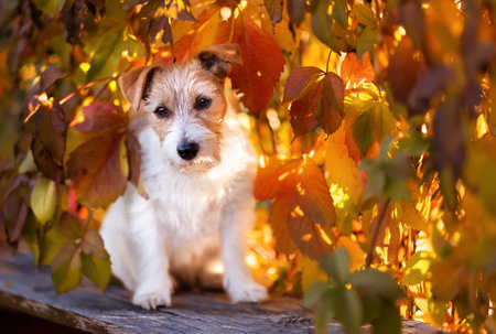 Happy cute dog sitting in the autumn leaves. Fall, thanksgiving background.の写真素材