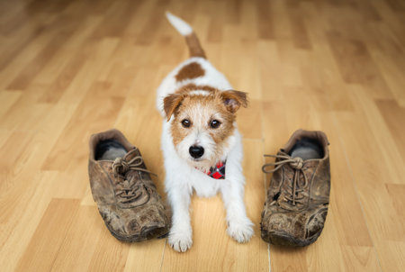 Active cute small dog waiting for walk with shoes at home. Puppy training.の写真素材