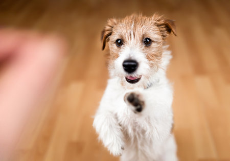 Cute dog puppy begging for snack food and giving paw. Puppy training background. Friendship, relationship between owner and pet.の写真素材