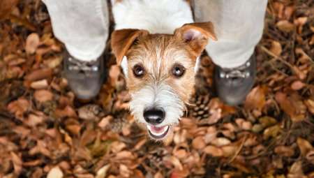 Cute happy funny dog puppy looking between owner's legs in the autumn forest. Pet walking, outdoor hiking banner.の写真素材