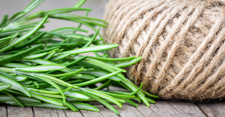 Fresh green herbal rosemary leaves bannerの写真素材